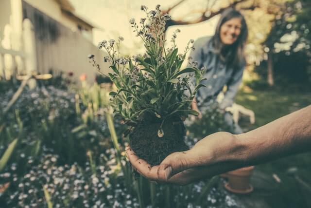 The Frugal Gardener's Guide to a Beautiful Yard: Budget-Friendly Tips and Tricks