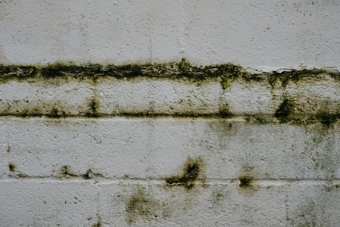 Damp Disasters - Fixing Them The Right Way