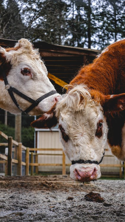 Four Ways to Keep Your Livestock Healthy