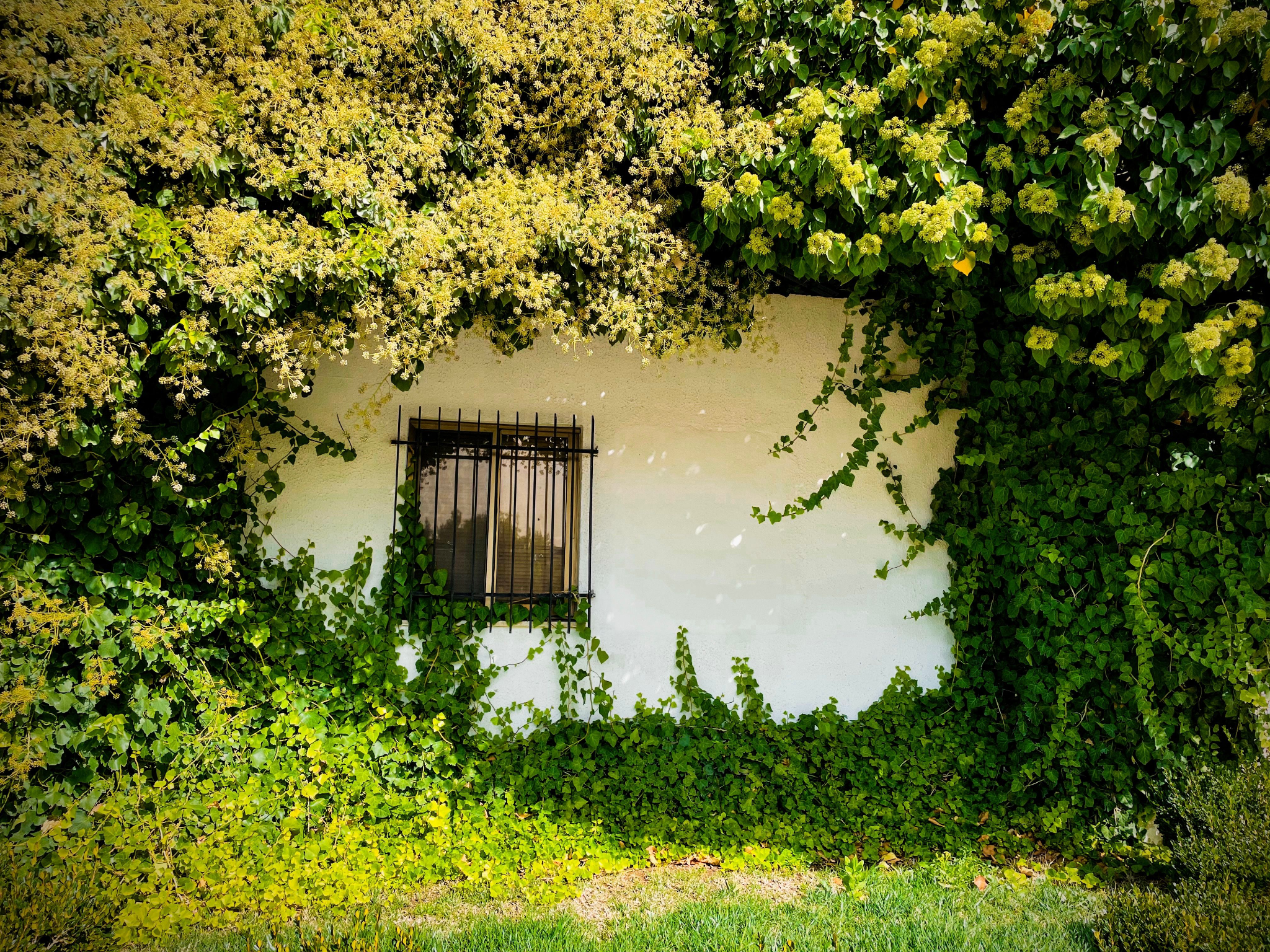 How to Reclaim an Overgrown Yard and Unlock Its Potential